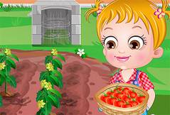 Хейзел Выращивает Томаты - Baby Hazel Tomate Farming